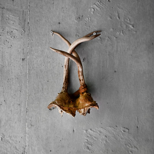 Trophy hunting(Deer) R-0602