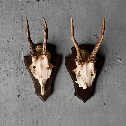 Trophy hunting(Deer)R-0601