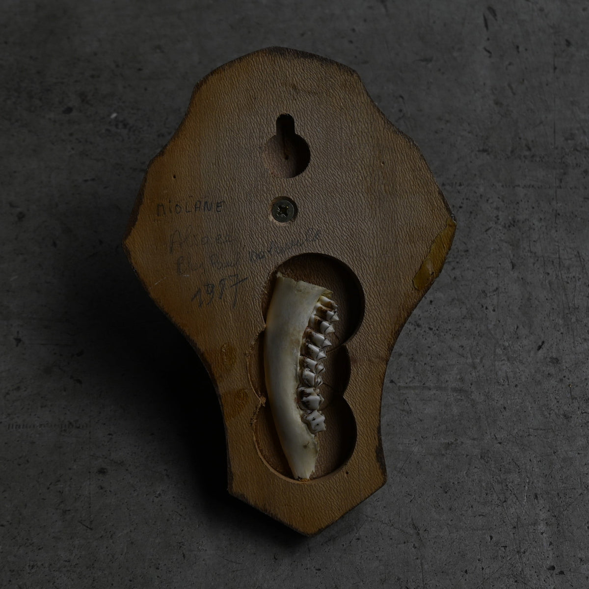 Hunting Trophy Ⅻ{RB-00414}
