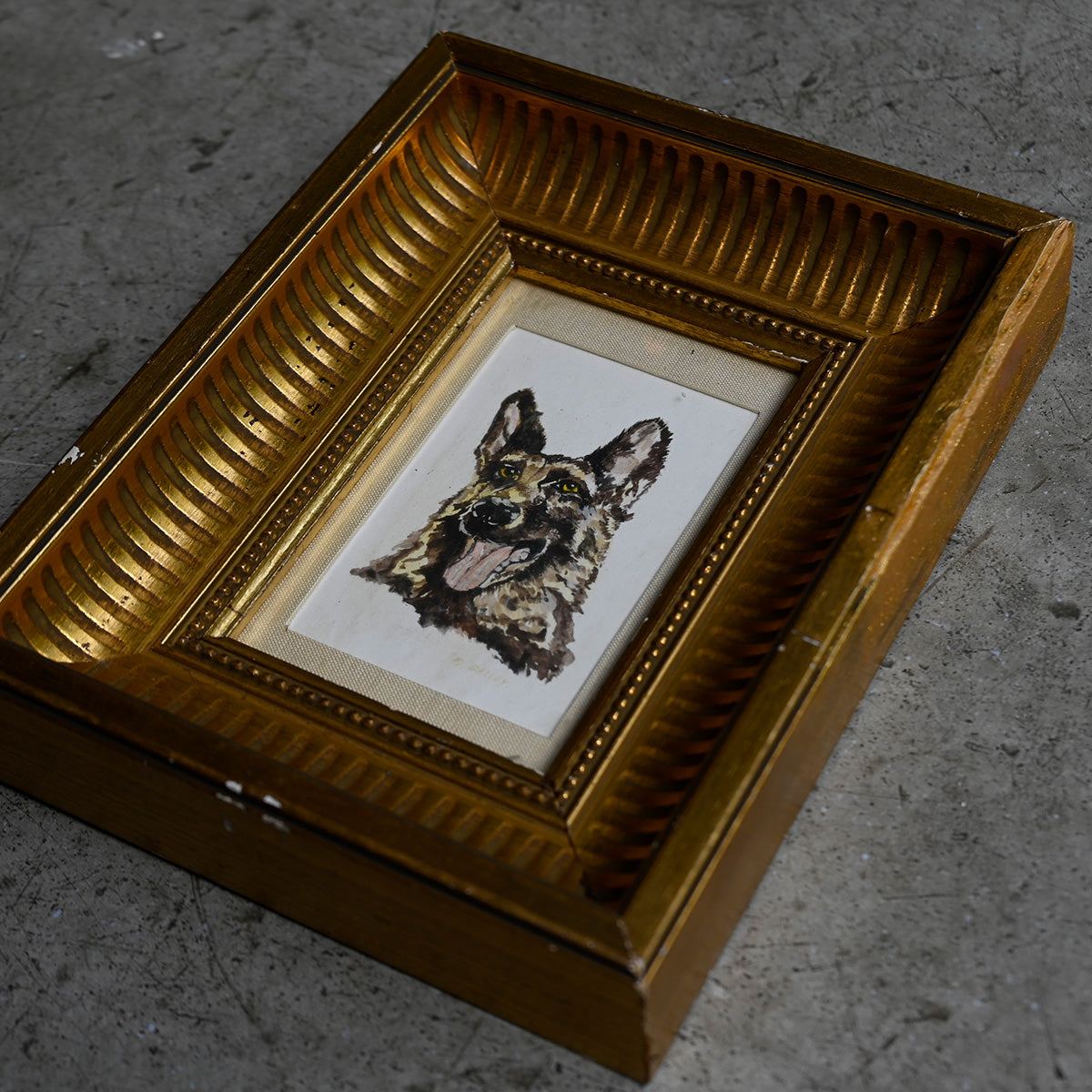 Antique German Shepherd Portrait in Gilt Frame{ F-00502 }