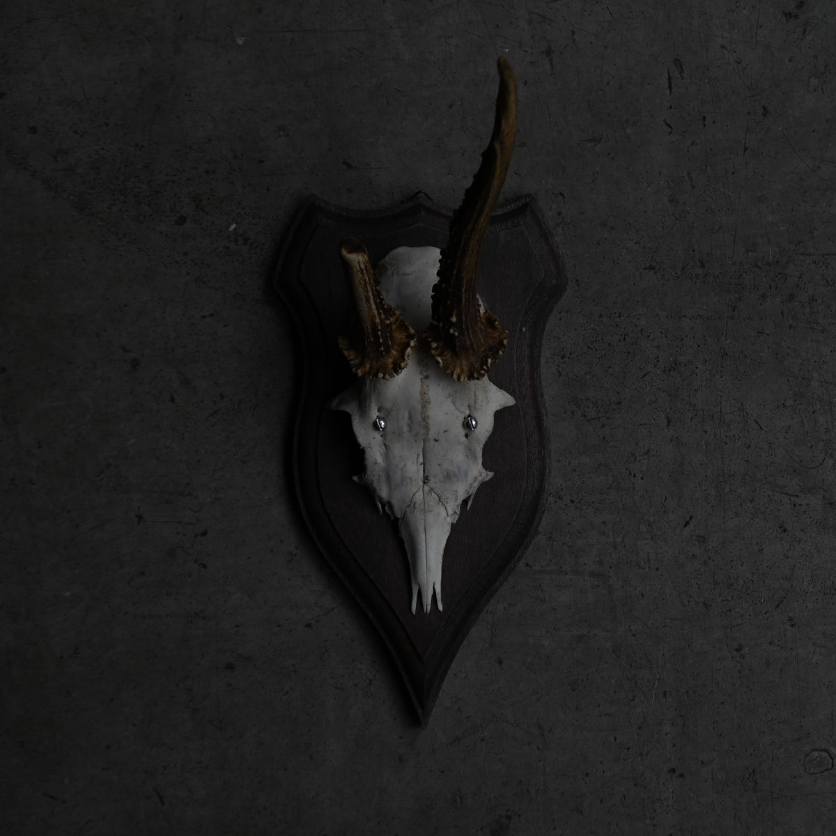 Hunting Trophy Ⅹ{RB-00412}