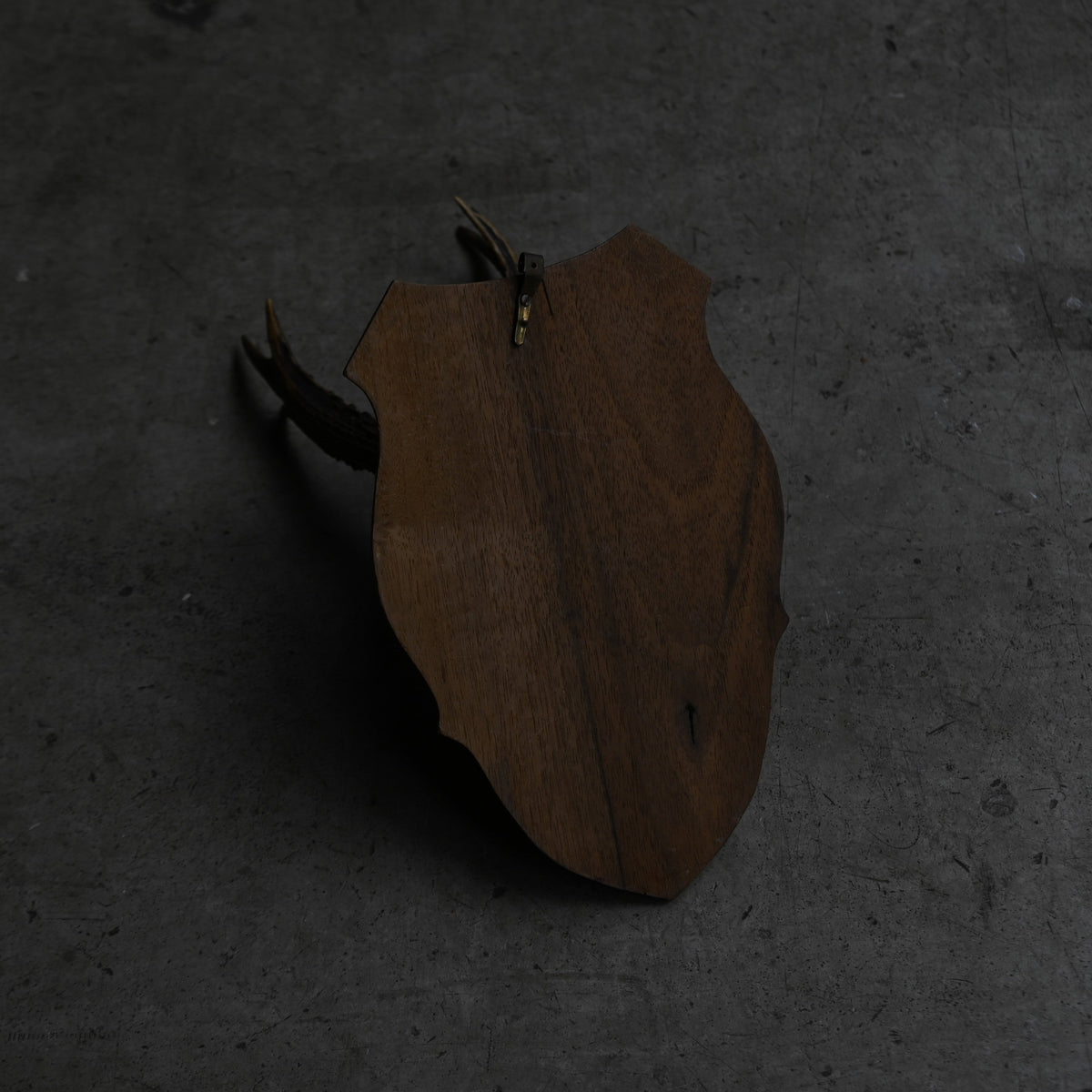 Hunting Trophy Ⅺ{RB-00413}