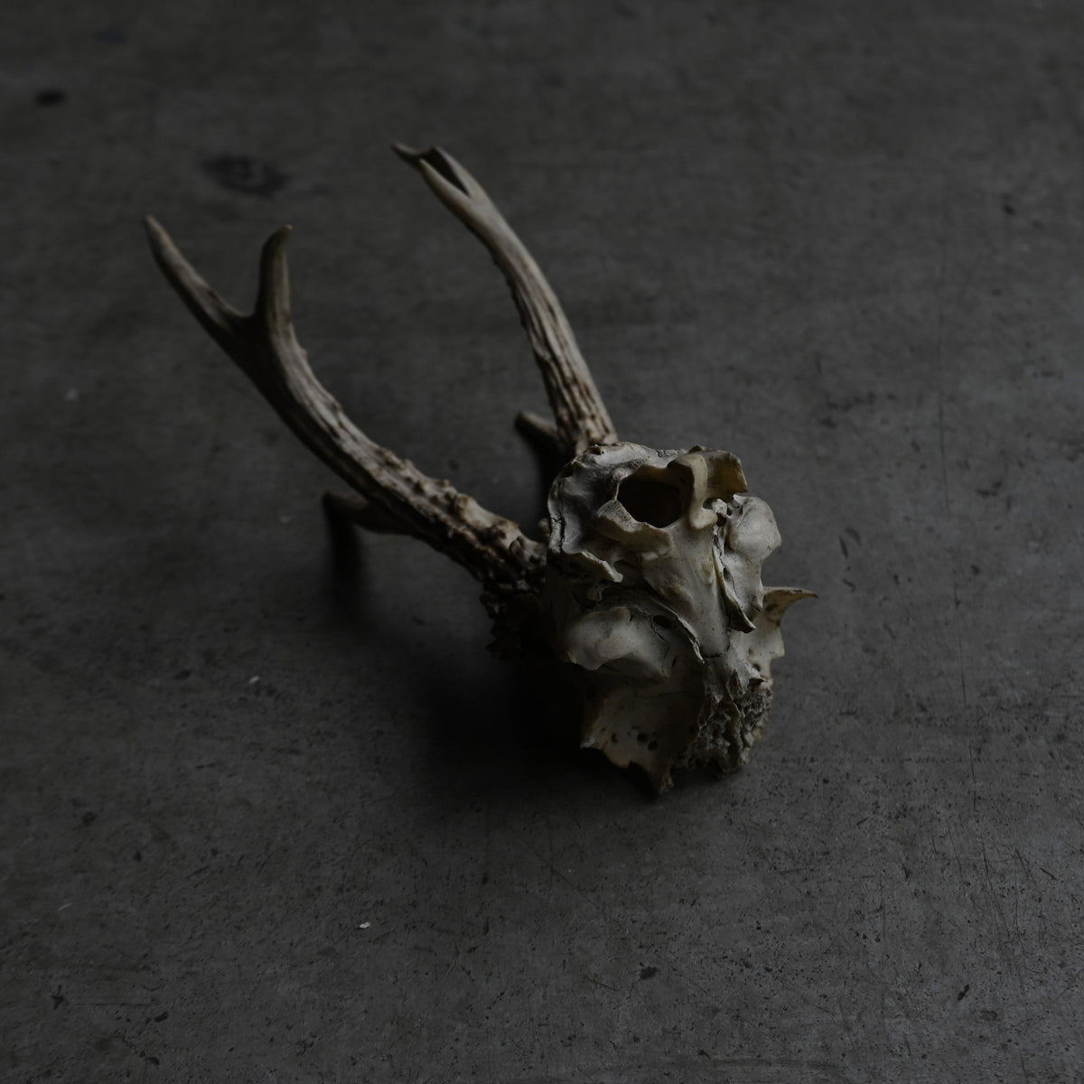 Hunting Trophy ⅩⅧ{RB-00420}
