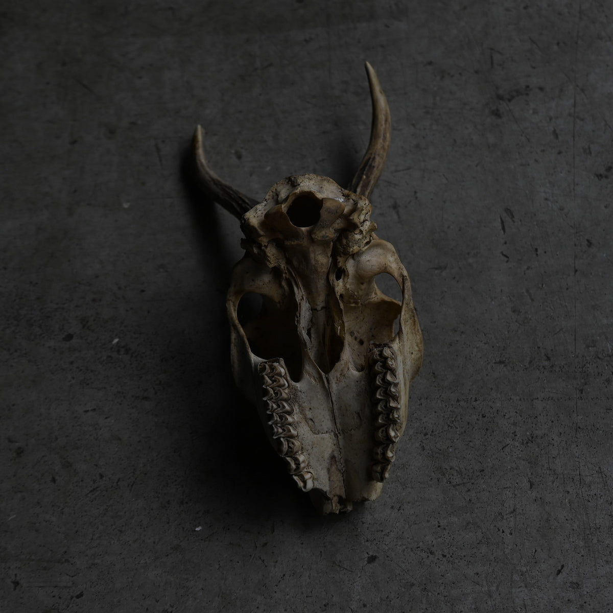 Hunting Trophy ⅩⅨ{RB-00421}