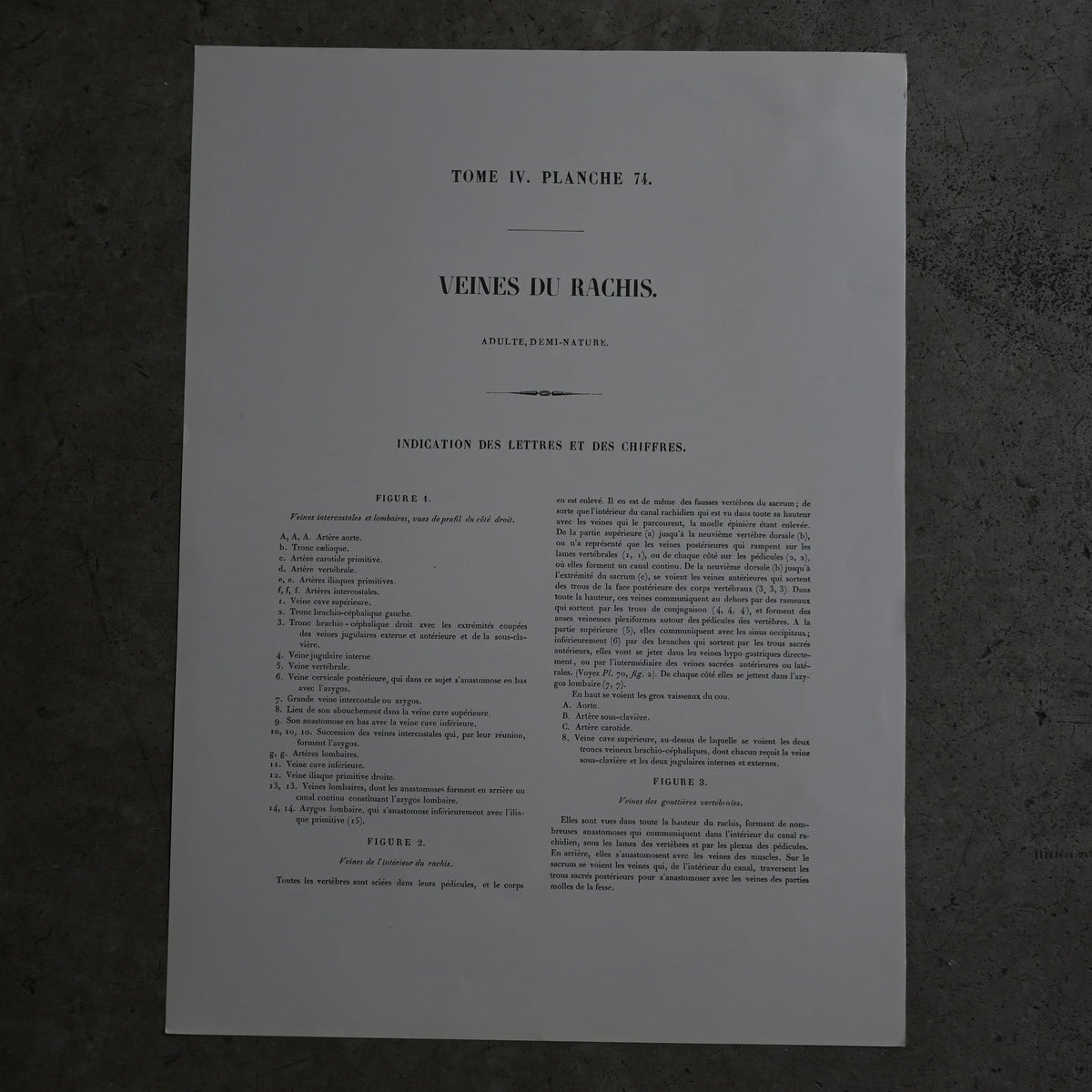 Encyclopedia of Human Anatomy P1-73{RB-01102}