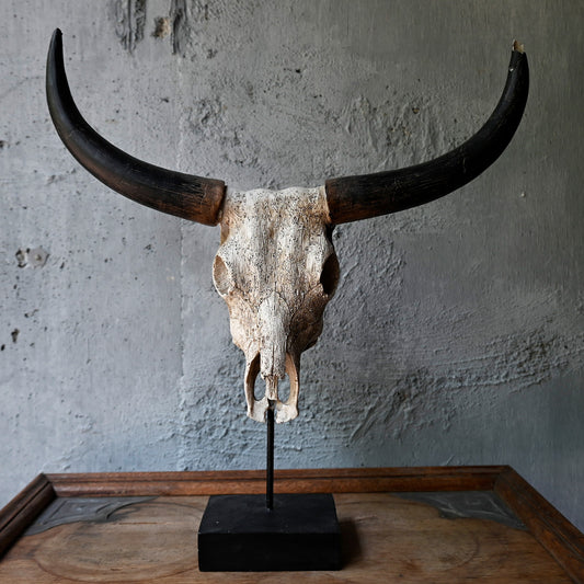 Buffalo Longhorn Skull Object {R-00607}
