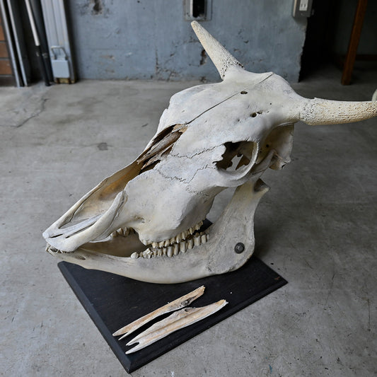 Cow skeleton Object {R-00604}