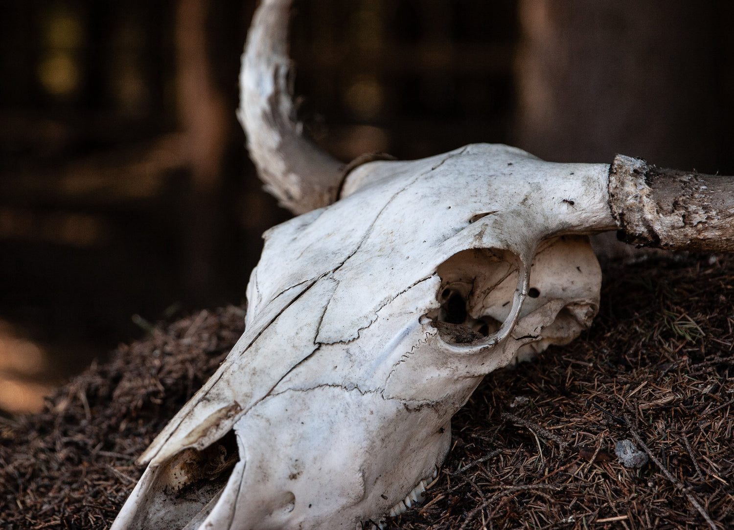 Taxidermy･Bones