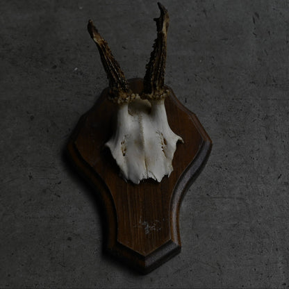 Hunting Trophy  Ⅻ｛RB-00414｝