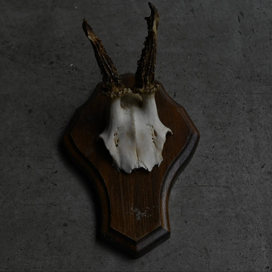 Hunting Trophy  Ⅻ｛RB-00414｝