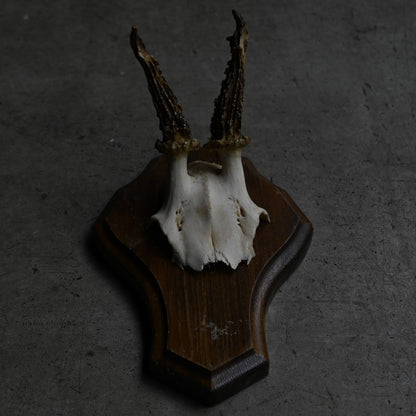 Hunting Trophy  Ⅻ｛RB-00414｝