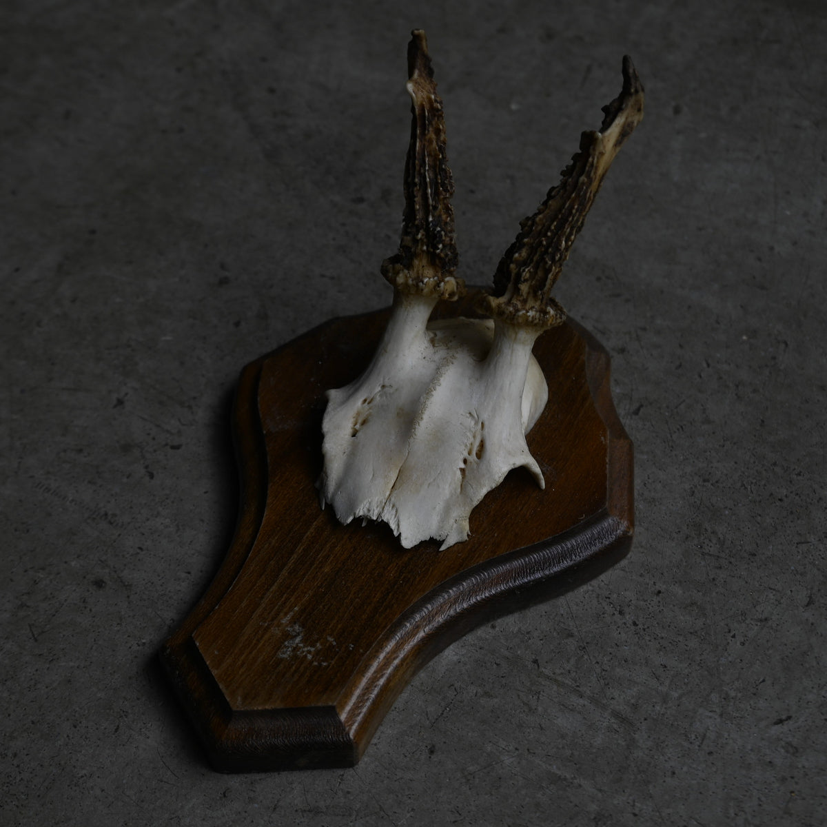 Hunting Trophy  Ⅻ｛RB-00414｝