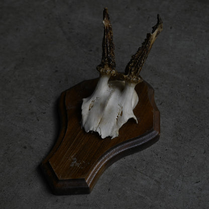 Hunting Trophy  Ⅻ｛RB-00414｝