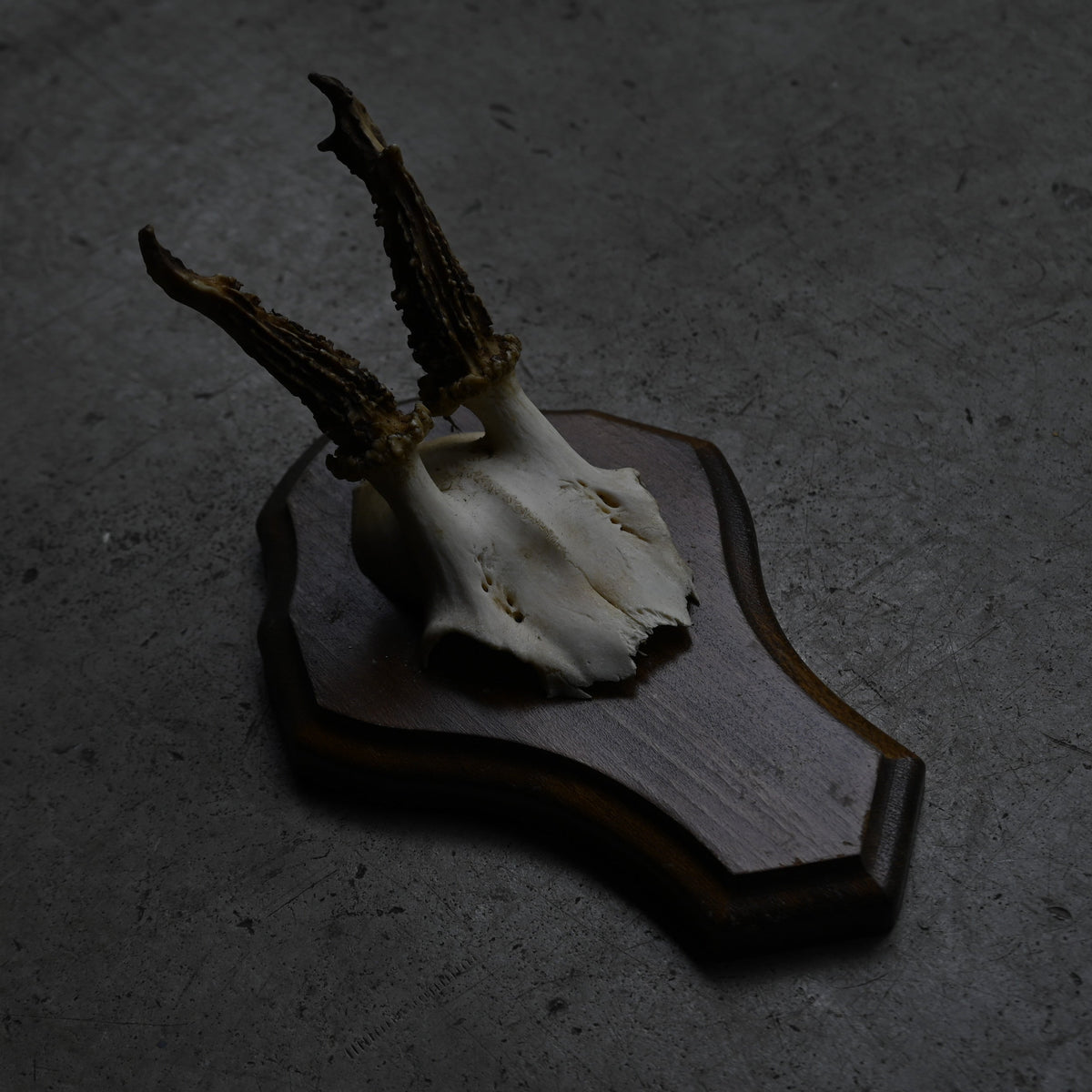 Hunting Trophy  Ⅻ｛RB-00414｝