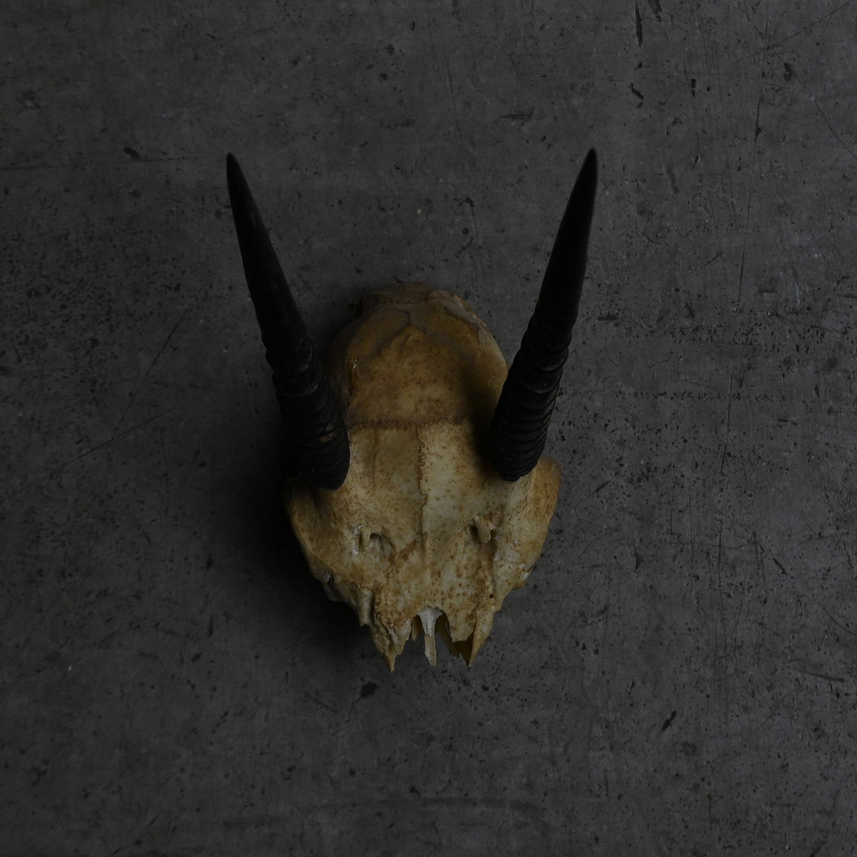 Hunting Trophy  ⅩⅩⅢ｛RB-00425｝