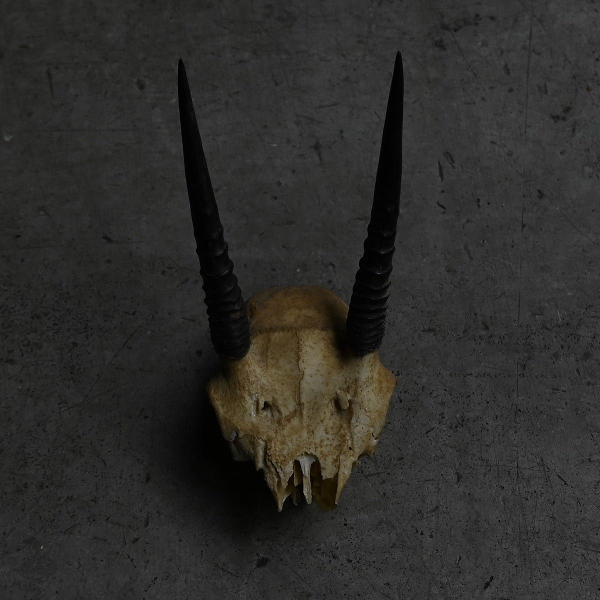 Hunting Trophy  ⅩⅩⅢ｛RB-00425｝