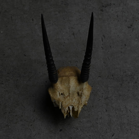 Hunting Trophy  ⅩⅩⅢ｛RB-00425｝