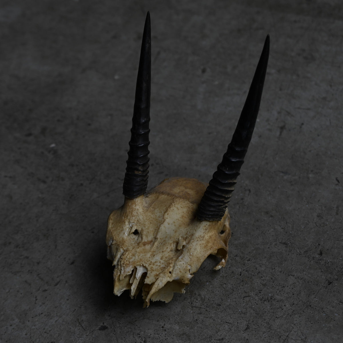 Hunting Trophy  ⅩⅩⅢ｛RB-00425｝