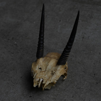 Hunting Trophy  ⅩⅩⅢ｛RB-00425｝