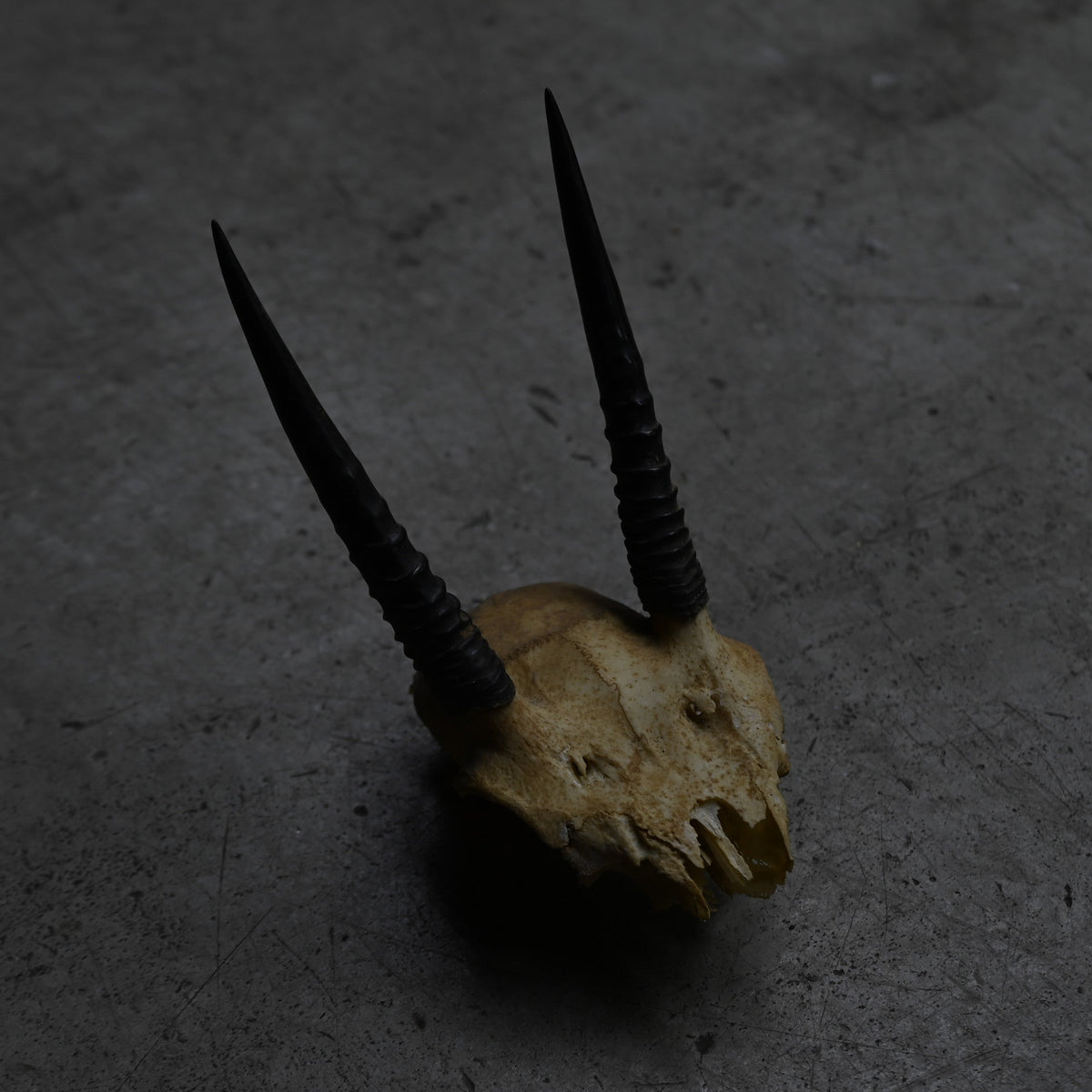 Hunting Trophy  ⅩⅩⅢ｛RB-00425｝