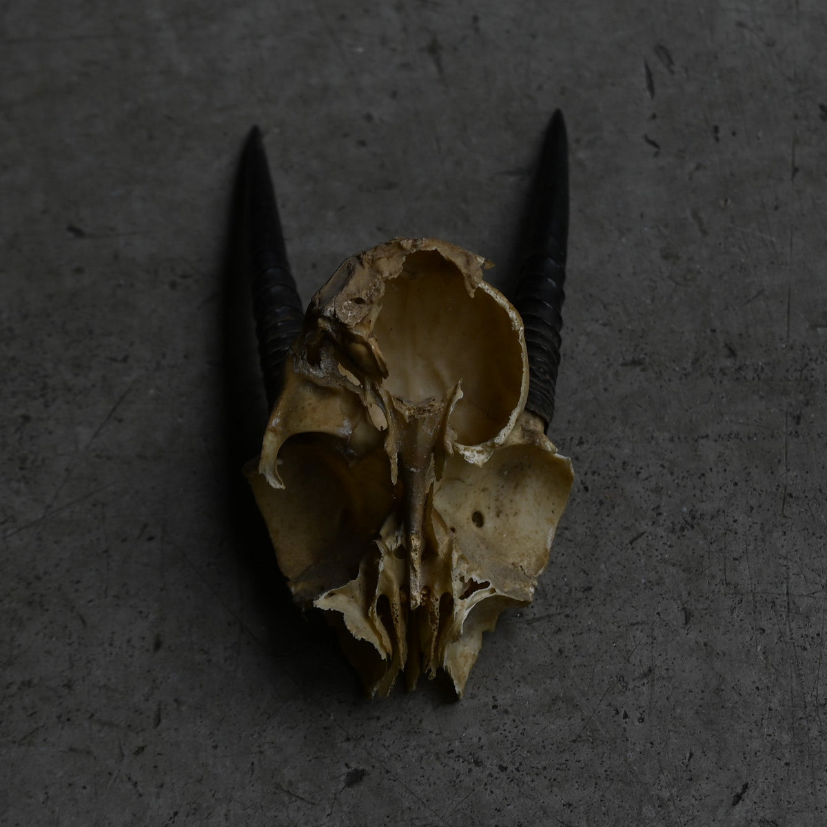 Hunting Trophy  ⅩⅩⅢ｛RB-00425｝