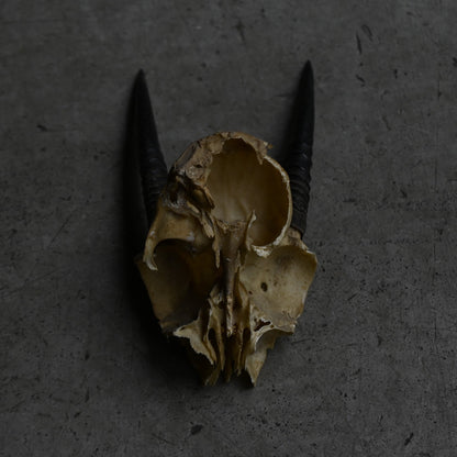 Hunting Trophy  ⅩⅩⅢ｛RB-00425｝