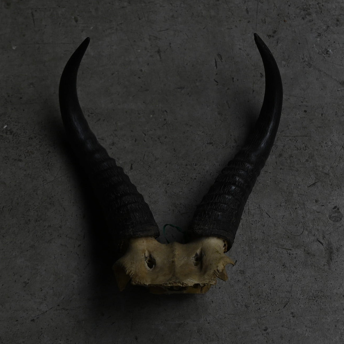 Hunting Trophy  ⅩⅩⅣ｛RB-00426｝