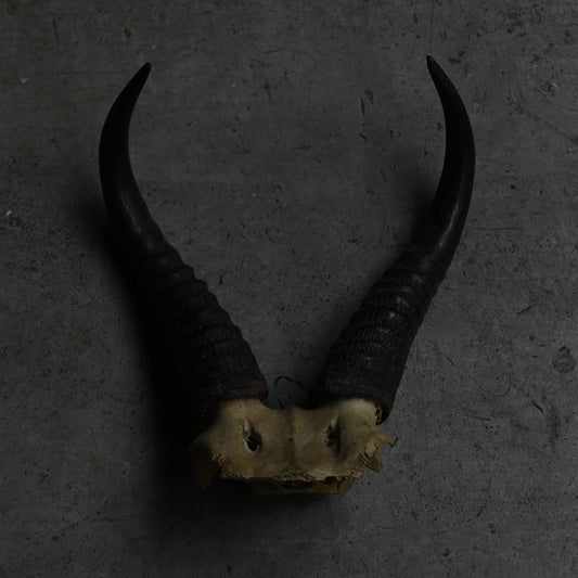 Hunting Trophy  ⅩⅩⅣ｛RB-00426｝