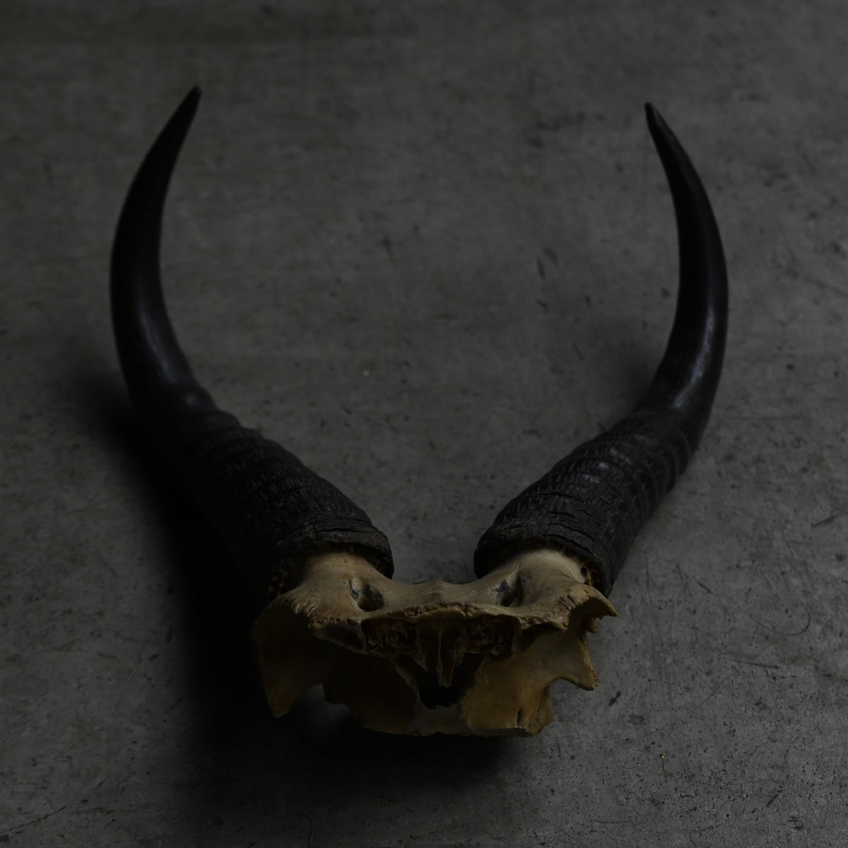 Hunting Trophy  ⅩⅩⅣ｛RB-00426｝