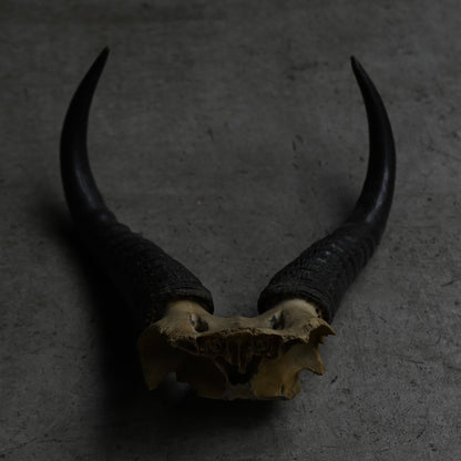 Hunting Trophy  ⅩⅩⅣ｛RB-00426｝