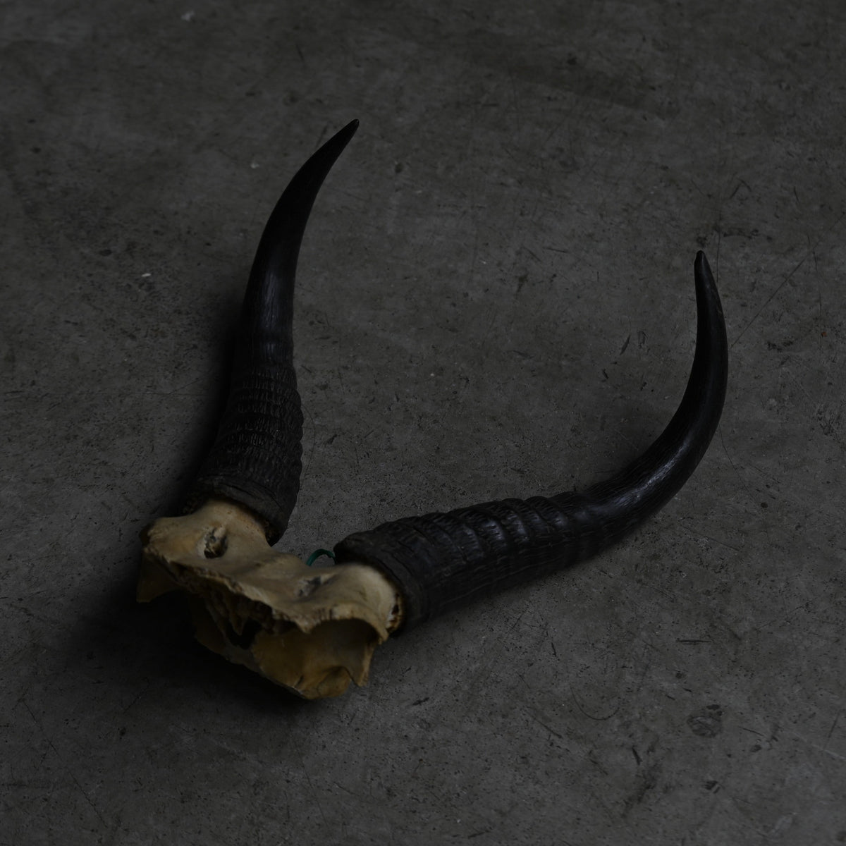Hunting Trophy  ⅩⅩⅣ｛RB-00426｝