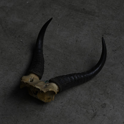 Hunting Trophy  ⅩⅩⅣ｛RB-00426｝