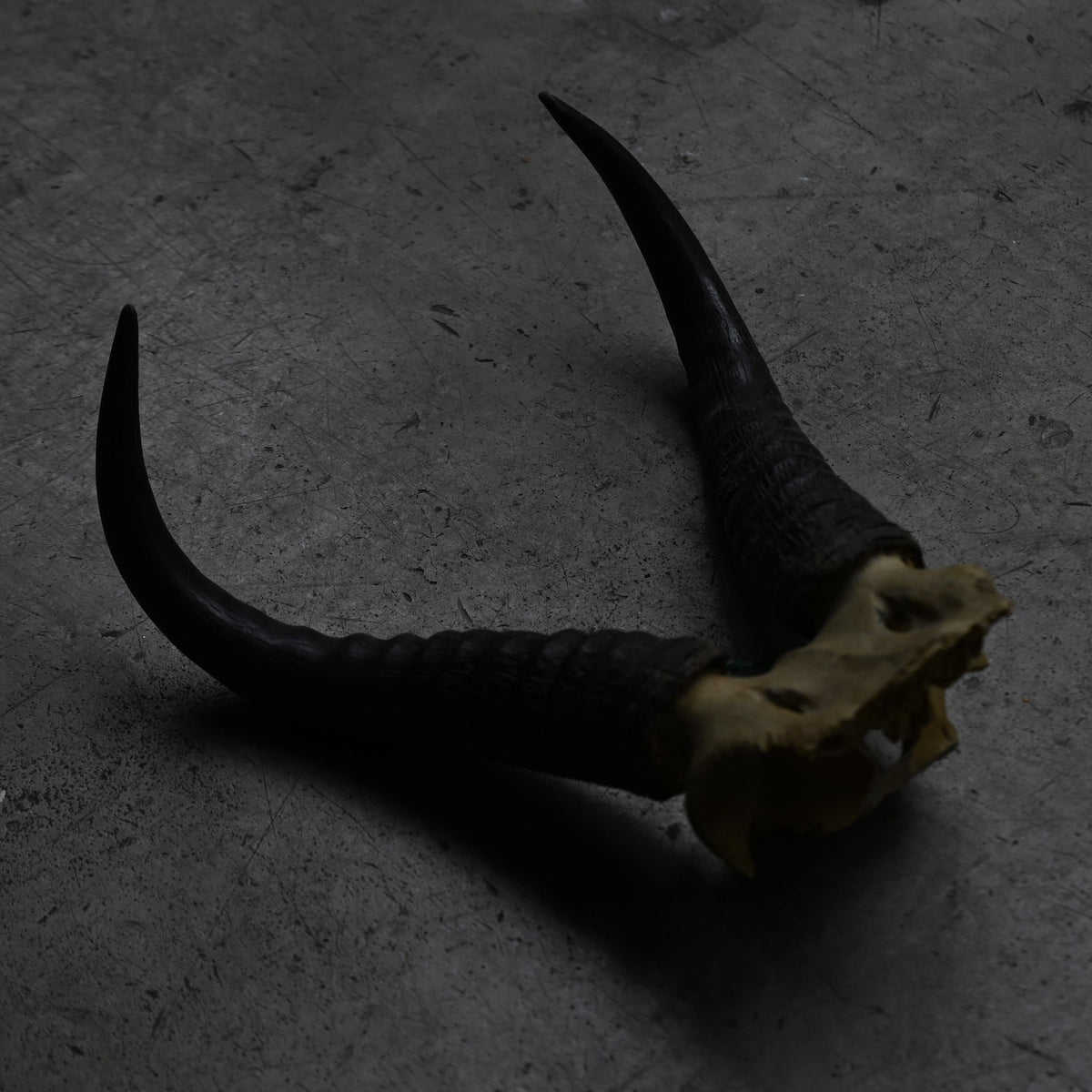 Hunting Trophy  ⅩⅩⅣ｛RB-00426｝