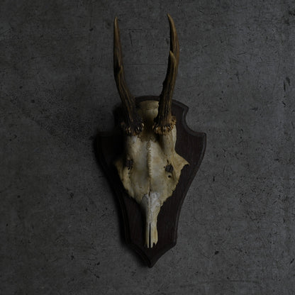Hunting Trophy  ⅩⅩⅤ｛RB-00427｝