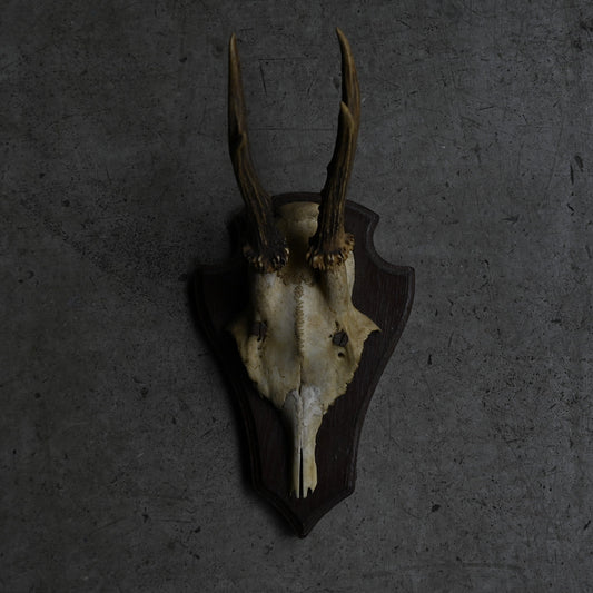 Hunting Trophy  ⅩⅩⅤ｛RB-00427｝