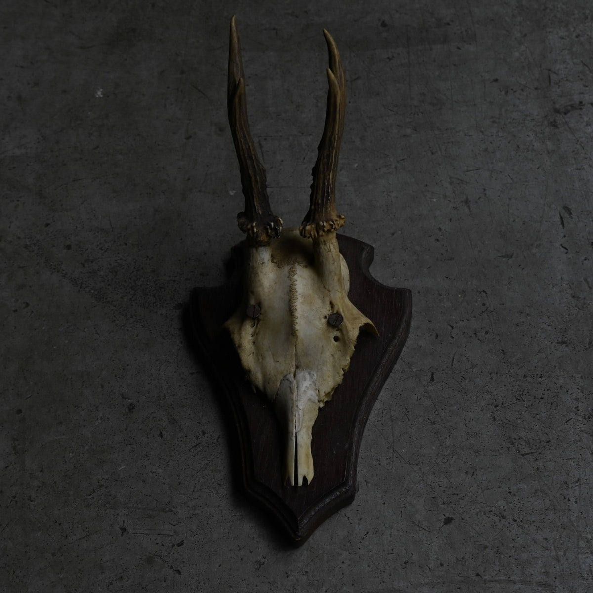 Hunting Trophy  ⅩⅩⅤ｛RB-00427｝