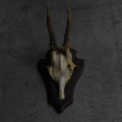 Hunting Trophy  ⅩⅩⅤ｛RB-00427｝