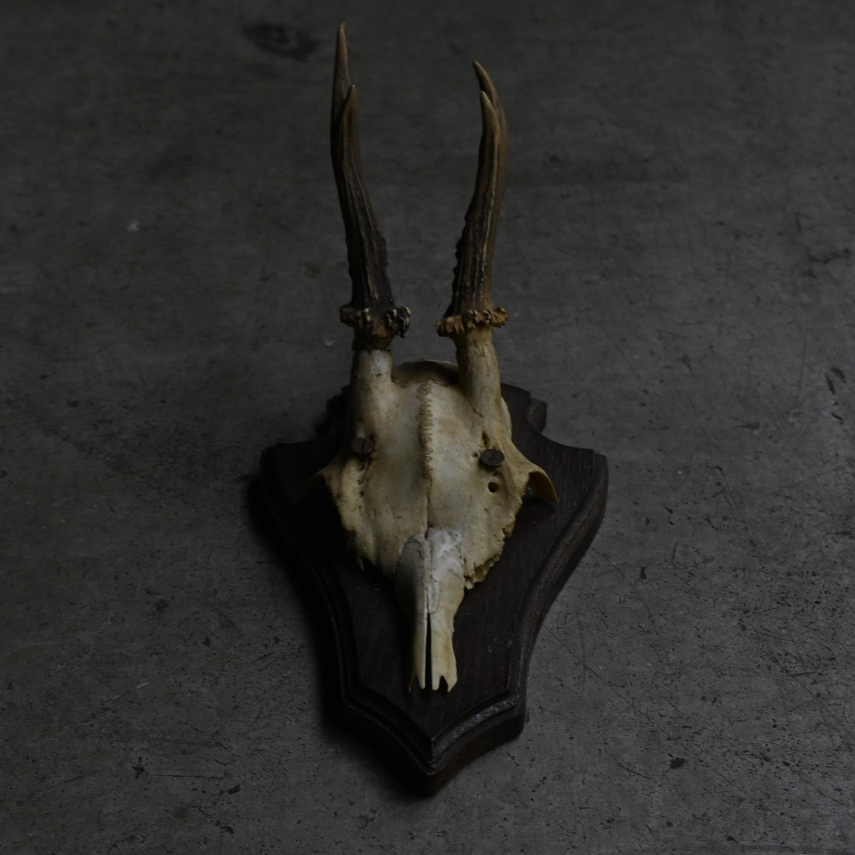 Hunting Trophy  ⅩⅩⅤ｛RB-00427｝