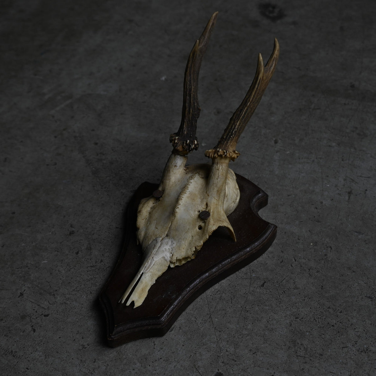 Hunting Trophy  ⅩⅩⅤ｛RB-00427｝