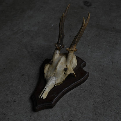 Hunting Trophy  ⅩⅩⅤ｛RB-00427｝