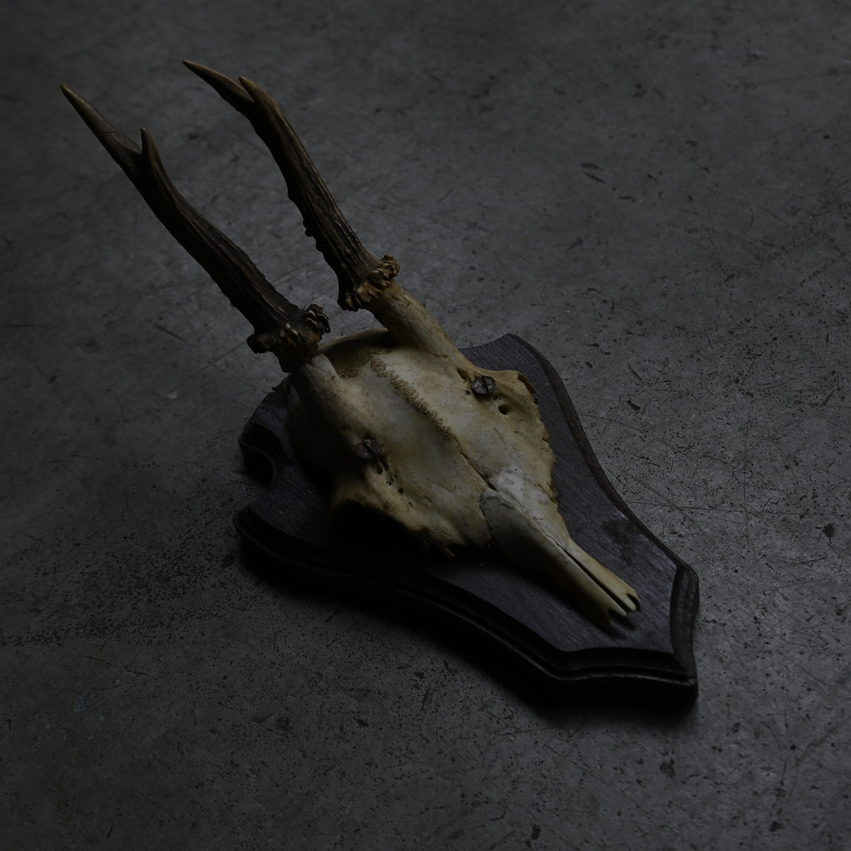 Hunting Trophy  ⅩⅩⅤ｛RB-00427｝