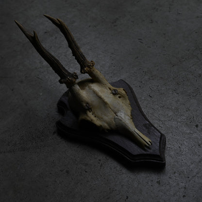 Hunting Trophy  ⅩⅩⅤ｛RB-00427｝