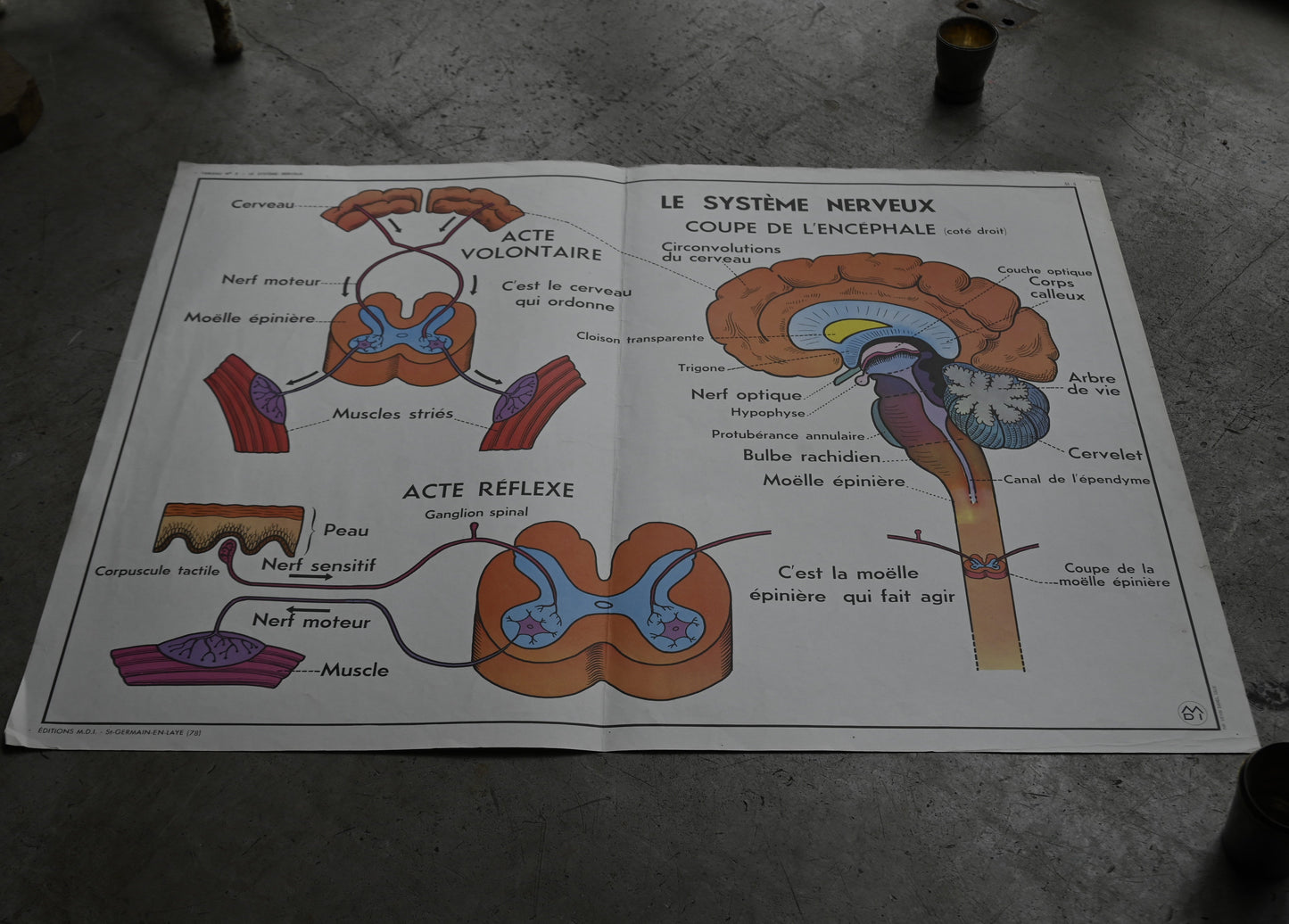 Human body poster A｛R-01115｝