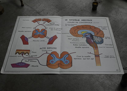 Human body poster A｛R-01115｝