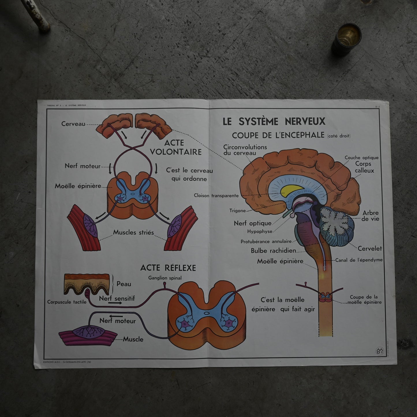 Human body poster A｛R-01115｝