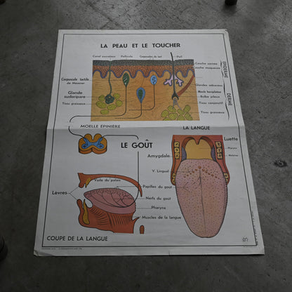 Human body poster A｛R-01115｝