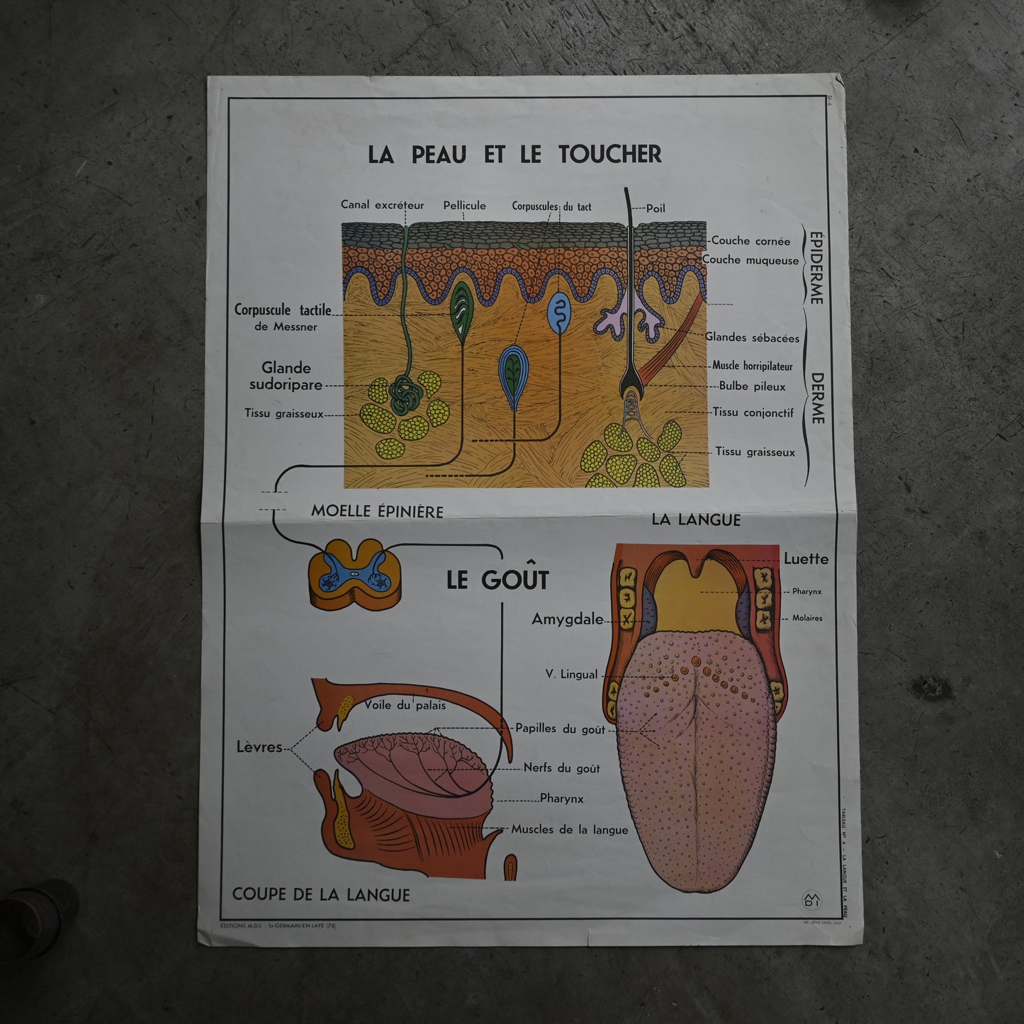 Human body poster A｛R-01115｝