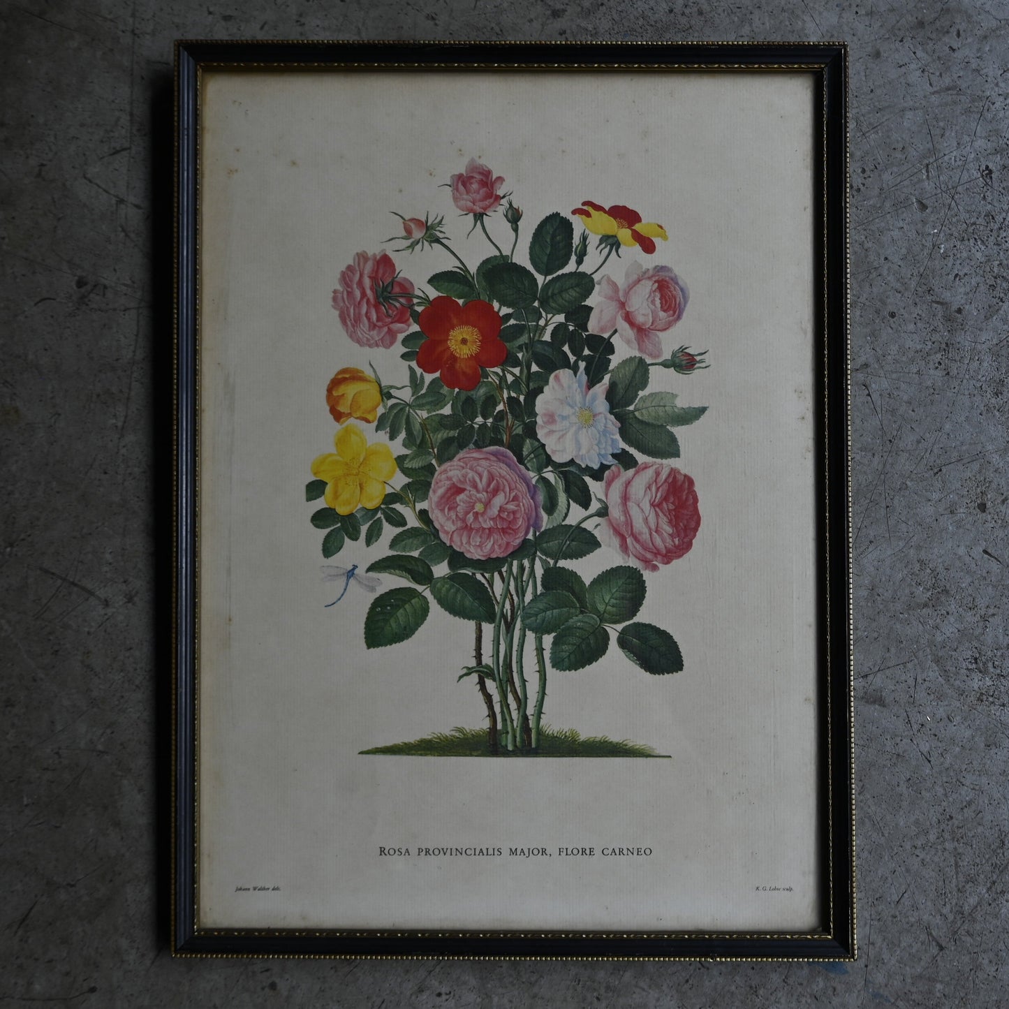 Antique Botanical Print ｛RB-00513 ｝