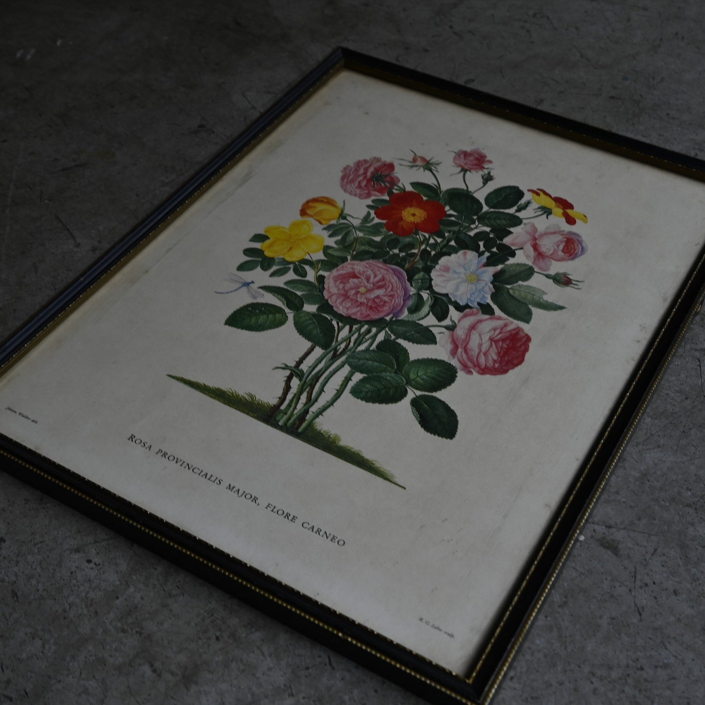 Antique Botanical Print ｛RB-00513 ｝