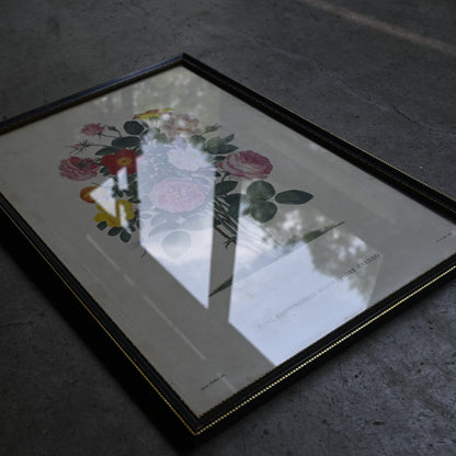 Antique Botanical Print ｛RB-00513 ｝